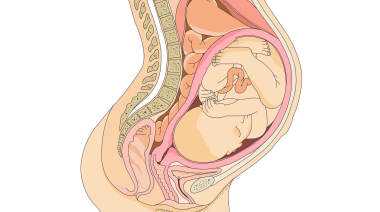 有人去供卵生孩子吗_泰国第三代试管婴儿全过程要多少天？